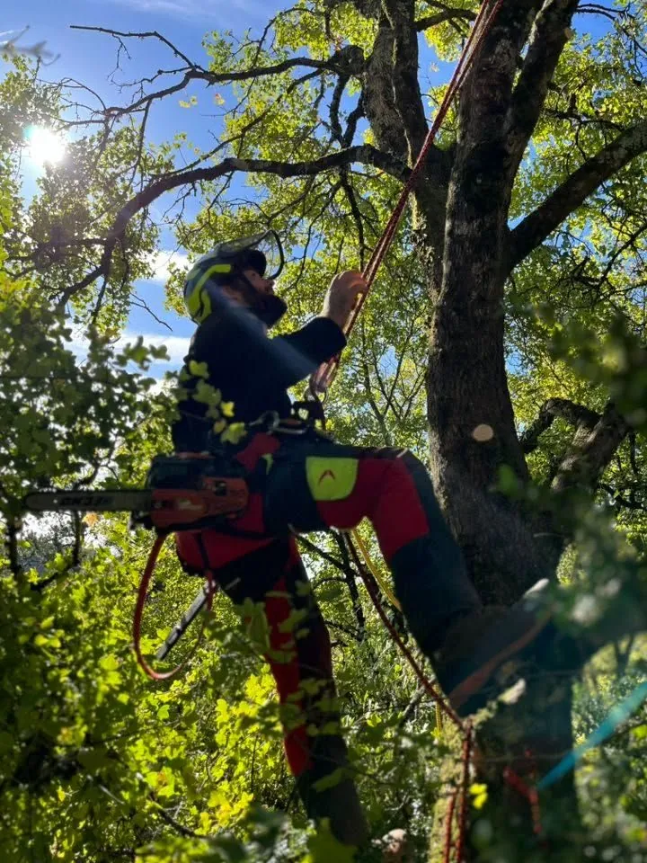 Guillaume Geysse, élagueur-grimpeur, en intervention sur corde dans un arbre sur le Larzac